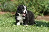 BORDER COLLIE 1212